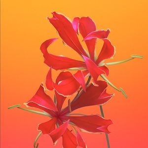 Meet your Posher, Anne